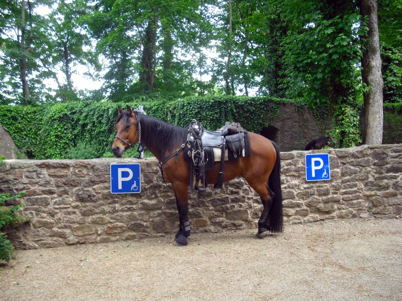 sellier-MOISSAC BELLEVUE-min_horse-350390